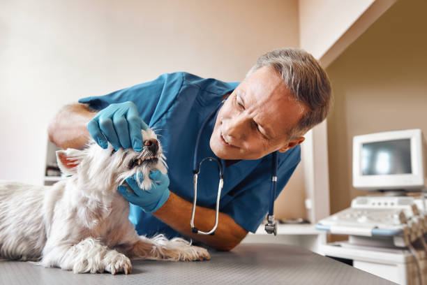 Best Broken or Cracked Tooth Emergency Dentist in Lompoc, CA